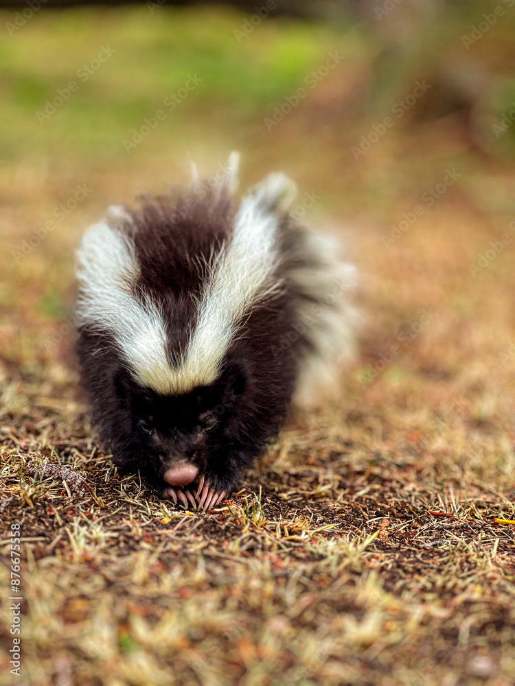 Cute baby striped skunk sniffing for food Cute baby striped skunk sniffing for food