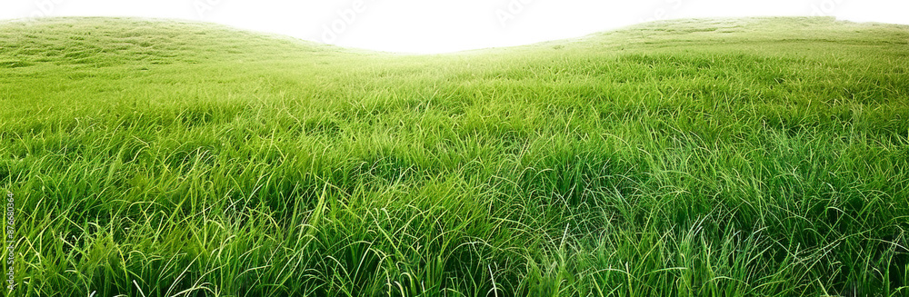 Green lawn isolated on transparent background. PNG Green lawn isolated on transparent background. PNG