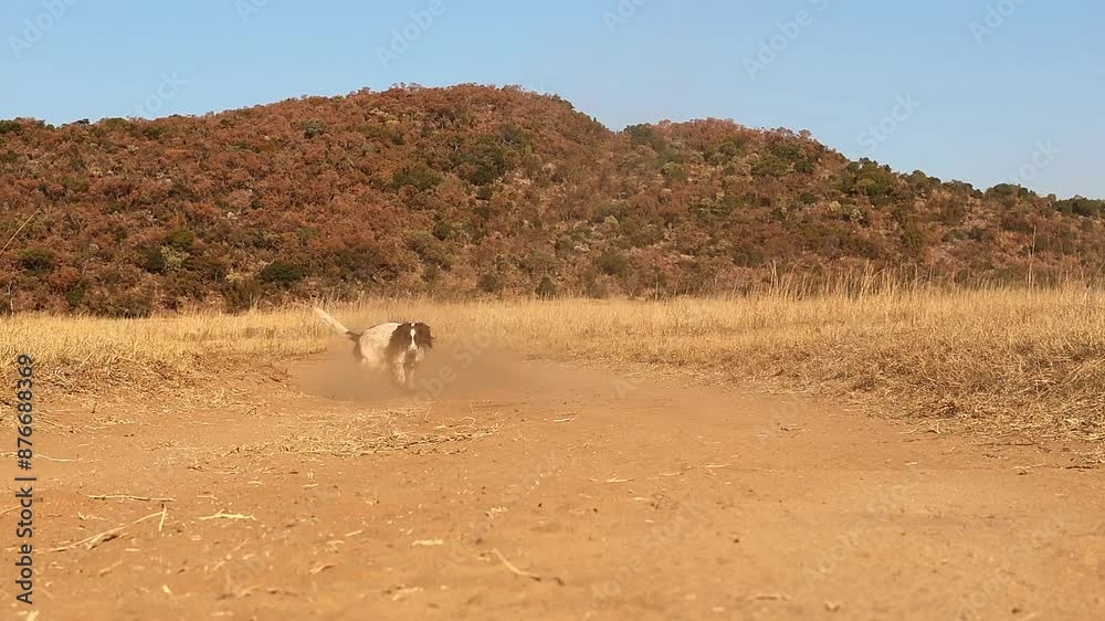 Springer Spaniel joyfully retrieves stick on farm road in slow motion, full of playful energy Springer Spaniel joyfully retrieves stick on farm road in slow motion, full of playful energy