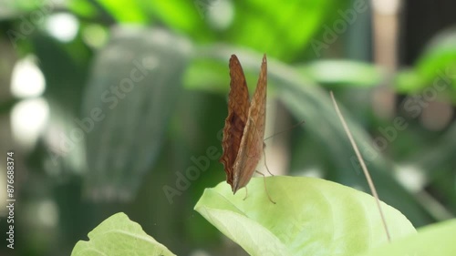 Rear View of Malay Cruiser Butterfly - Vindula Dejone  - Perched on Leaf in Tropical Bali Garden Flapping Wings in Slow motion photo