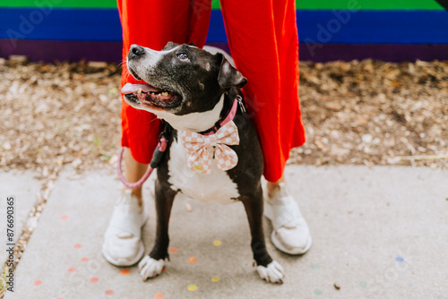 pitbull dog with rainbow pride flag photo