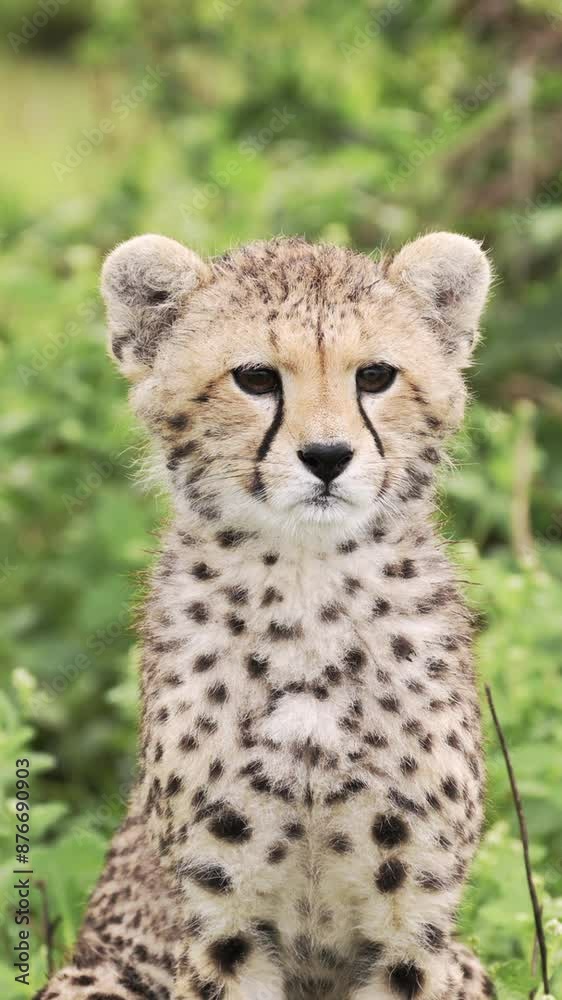 Cute Baby Animals of Cheetah Cub, Close Up Portrait of Cheetahs in Africa, African Wildlife Vertical Video for Social Media, Instagram Reels and Tiktok in Tanzania in Serengeti National Park Cute Baby Animals of Cheetah Cub, Close Up Portrait of Cheetahs in Africa, African Wildlife Vertical Video for Social Media, Instagram Reels and Tiktok in Tanzania in Serengeti National Park