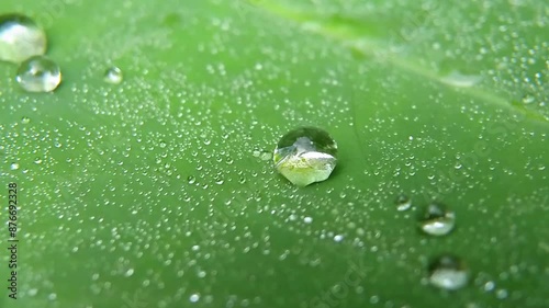 Bubbles of small droplets of morning dew