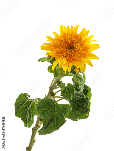 Flowers blooming on a white background with sunflowers