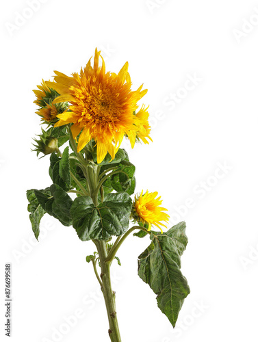 Flowers blooming on a white background with sunflowers