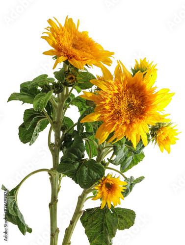 Flowers blooming on a white background with sunflowers