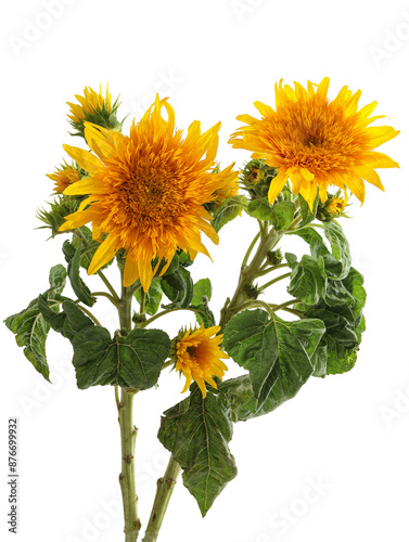 Flowers blooming on a white background with sunflowers