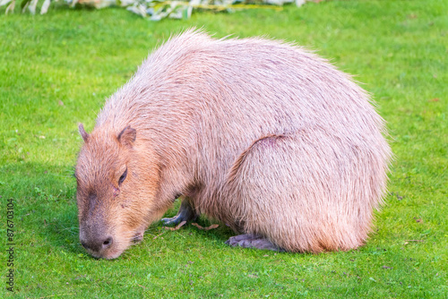 A large capybara lies on the green grass in the park