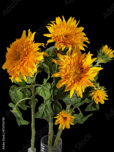 sunflower on black background