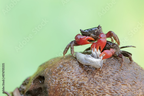 Two mangrove swimming crabs are preying on a dead fish stuck in a rotten tree trunk. This animal has the scientific name Perisesarma sp.