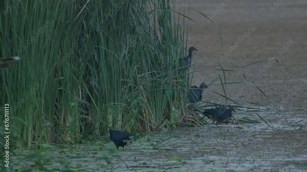 group of birds playing in the lake group of birds playing in the lake