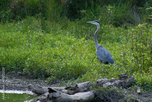 A blue heron stands on a fallen tree in Huntley Meadows Park, Alexandria, Virginia, USA