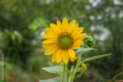 Sunflowers Growing in the field.Sunflower is a popular plant used as an ornamental plant and as an oil-producing plant