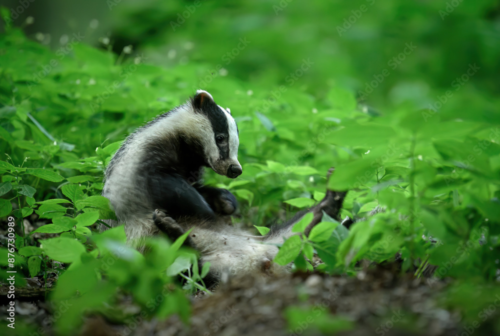 Fototapeta premium Badger close up ( Meles meles )