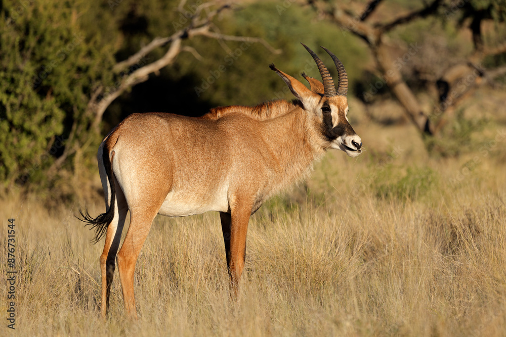 A rare roan antelope (Hippotragus equinus) in natural habitat, Mokala National Park, South Africa. A rare roan antelope (Hippotragus equinus) in natural habitat, Mokala National Park, South Africa.