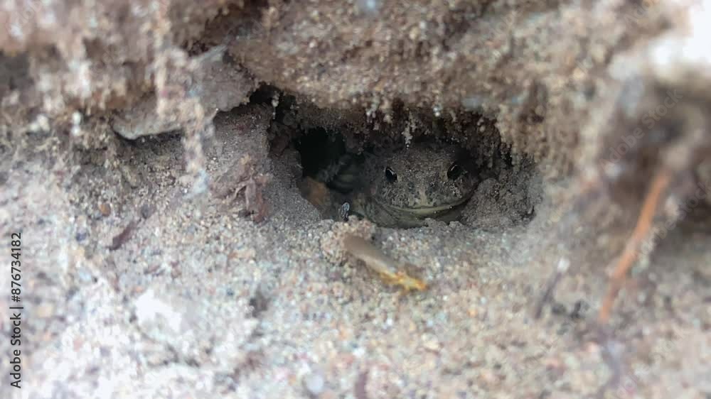 A bug (golden stone) crawls in front of a Western toad that is hiding in its burrow. Slow motion 240 FPS. A bug (golden stone) crawls in front of a Western toad that is hiding in its burrow. Slow motion 240 FPS.