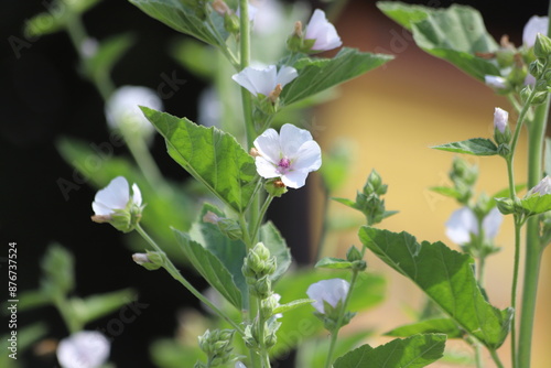 Marshmallow flower in garden. Althaea officinalis.