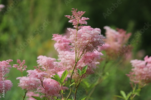Canvas Print Filipendula Rubra