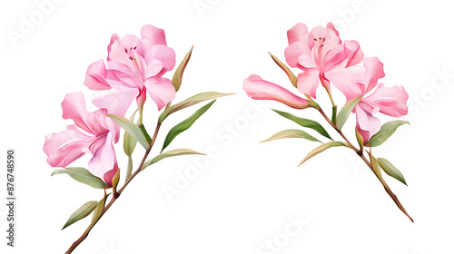 Fototapeta Naklejka Na Ścianę i Meble -  Watercolor nerium oleander flower buds, clipart