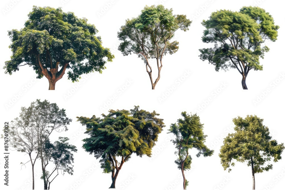 custom made wallpaper toronto digitalA group of trees standing on a clean and uniform white surface