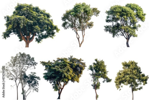 Wallpaper Mural A group of trees standing on a clean and uniform white surface Torontodigital.ca