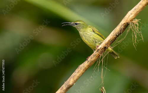 red-legged honeycreeper, Türkisnaschvogel, auch Rotfußhonigsauger (Cyanerpes cyaneus), weibchen photo