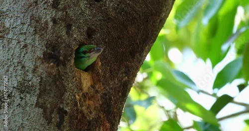 Moving its head forward, a Mustached Barbet Psilopogon incognitus looks around to secure its nest that is nestled on a tree in a national park in Thailand. photo