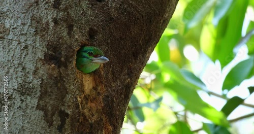 Peering and looking around from its nest, a Mustached Barbet Psilopogon incognitus is waiting for its mate as it lays on its nest inside a national park in Thailand. photo