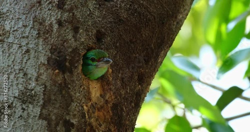 Looking from its nest, a parent Mustached Barbet Psilopogon incognitus is laying on its eggs inside a hole of a tree in Thailand. photo