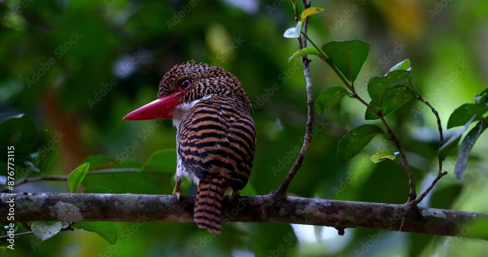 Gazing at the left side of the frame as the crest on its head moves up and down, a female Banded Kingfisher Lacedo pulchella, is perched on a tree in a forest in Thailand. Gazing at the left side of the frame as the crest on its head moves up and down, a female Banded Kingfisher Lacedo pulchella, is perched on a tree in a forest in Thailand.