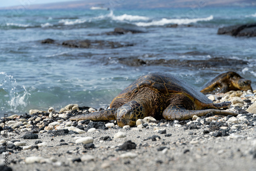 Puako Sea Turtle photo