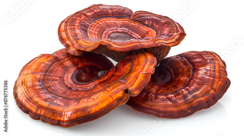 reishi mushroom, Ganoderma lucidum isolated on white  background photo