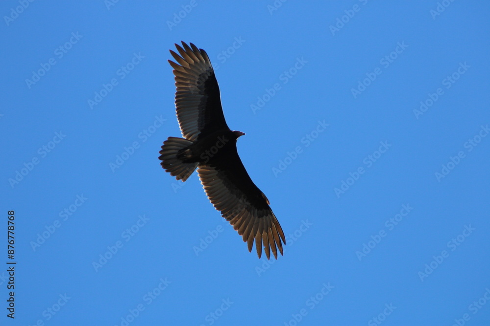 Buzzard Soaring Buzzard Soaring