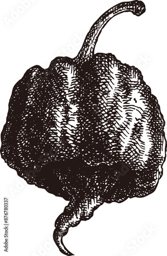 hand drawn illustration of carolina reaper, whole