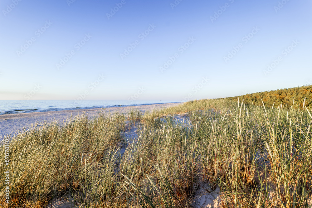 Seaside vegetation. Beautiful grass on the dunes in the coastal area. Baltic Sea, Słajszewo, Poland