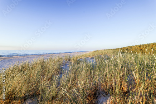 Seaside vegetation. Beautiful grass on the dunes in the coastal area. Baltic Sea, Słajszewo, Poland