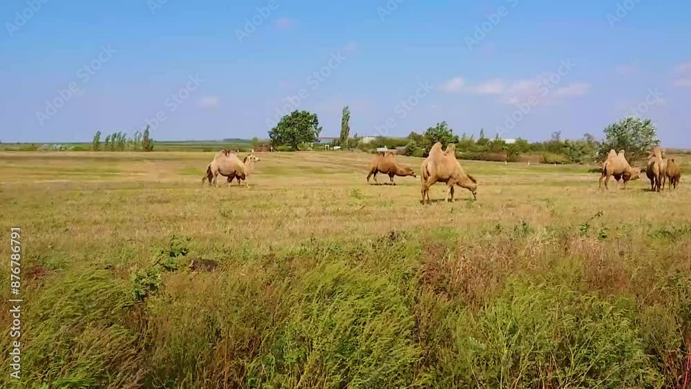 Domestic camel in the field. Panaramic view of a pasture covered with green grass. Domestic camel in the field. Panaramic view of a pasture covered with green grass.