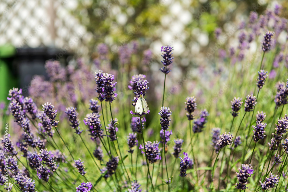 Obraz premium butterfly on lavender