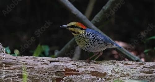 A motionless Blue Pitta Hydrornis cyaneus is facing towards the left side of the frame as it stands on a decaying fallen tree inside a national park in Thailand. photo