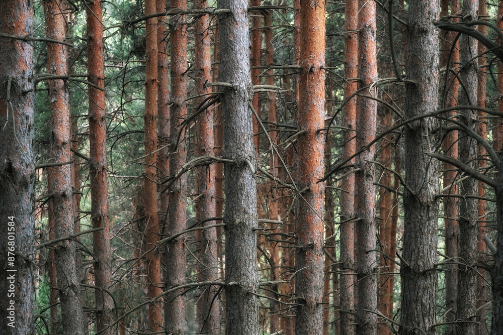 natural light forest of tall pine trunks natural light forest of tall pine trunks
