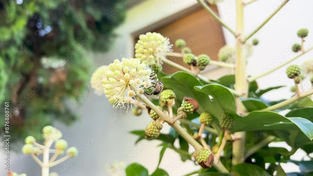 Detailed view of a stunning blooming plant attracting bees in a lush garden setting Detailed view of a stunning blooming plant attracting bees in a lush garden setting