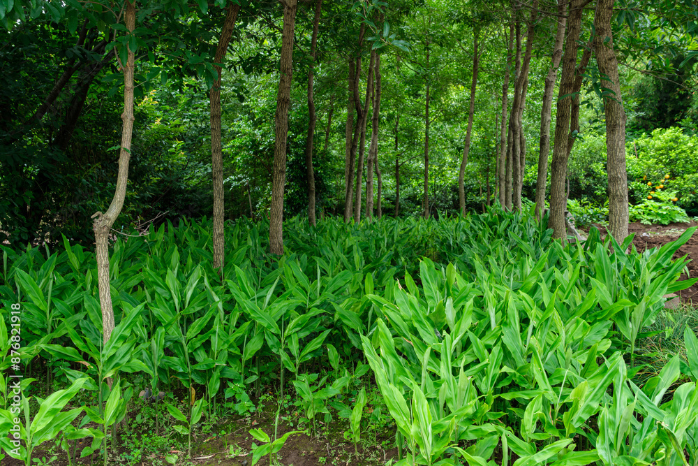 Obraz premium 木漏れ日の林