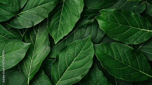 Detailed green foliage texture
