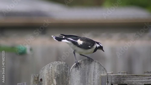 Juvenile Young Magpie-lark Mudlark Balancing On Fence Post Windy Australia Maffra Gippsland Victoria Slow Motion photo