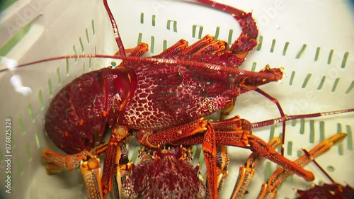 Freshly caught Southern Rock Lobster from South Australia. The Lobster is prepared and ready for export to China. These are a sought after food in asian markets. photo