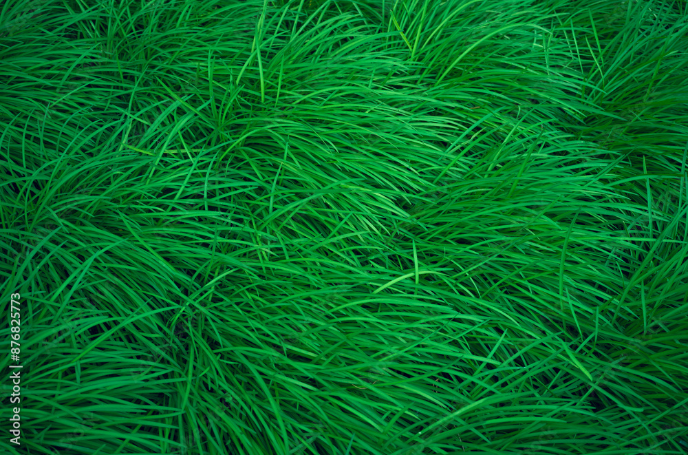 Long green grass, lawn top view background Long green grass, lawn top view background