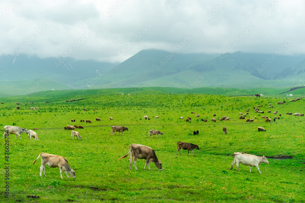 Fototapeta premium Nalati Grassland beautiful natural valley scenery in Xinjiang, China