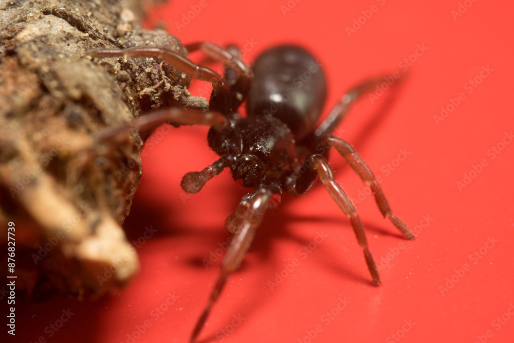 Fototapeta premium Schöne Nahaufnahme einer Trichter Spinne mit roten Hintergrund.