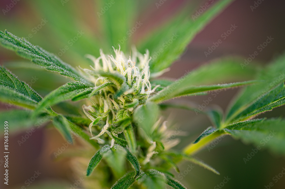 Garten, Pflanzen, Cannabis, Hanf, Beeren, Drüsen, klebrig, Früchte, grün, Weinbeeren, Obst, ernten, genießenGarten, Pflanzen, Cannabis, Hanf, Beeren, Drüsen, klebrig, Früchte, grün, Weinbeeren, Obst, Garten, Pflanzen, Cannabis, Hanf, Beeren, Drüsen, klebrig, Früchte, grün, Weinbeeren, Obst, ernten, genießenGarten, Pflanzen, Cannabis, Hanf, Beeren, Drüsen, klebrig, Früchte, grün, Weinbeeren, Obst,