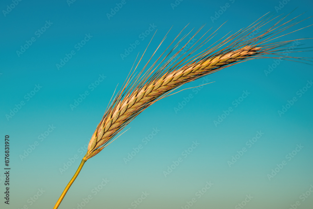 Ripe and harvest ready ear of rye (Secale cereale) cereal crop against blue summer sunny sky Ripe and harvest ready ear of rye (Secale cereale) cereal crop against blue summer sunny sky